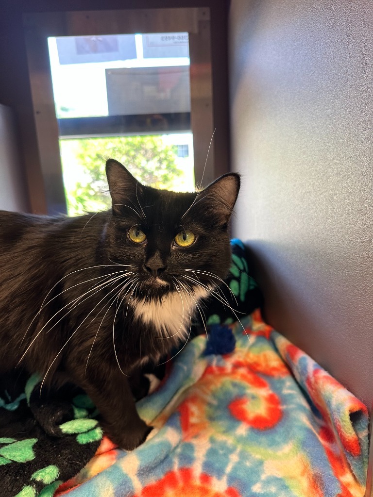 Zsa Zsa, an adoptable Domestic Long Hair in Blountville, TN, 37617 | Photo Image 5