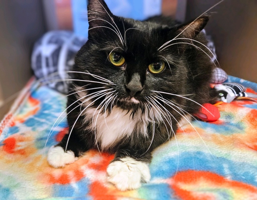 Zsa Zsa, an adoptable Domestic Long Hair in Blountville, TN, 37617 | Photo Image 6
