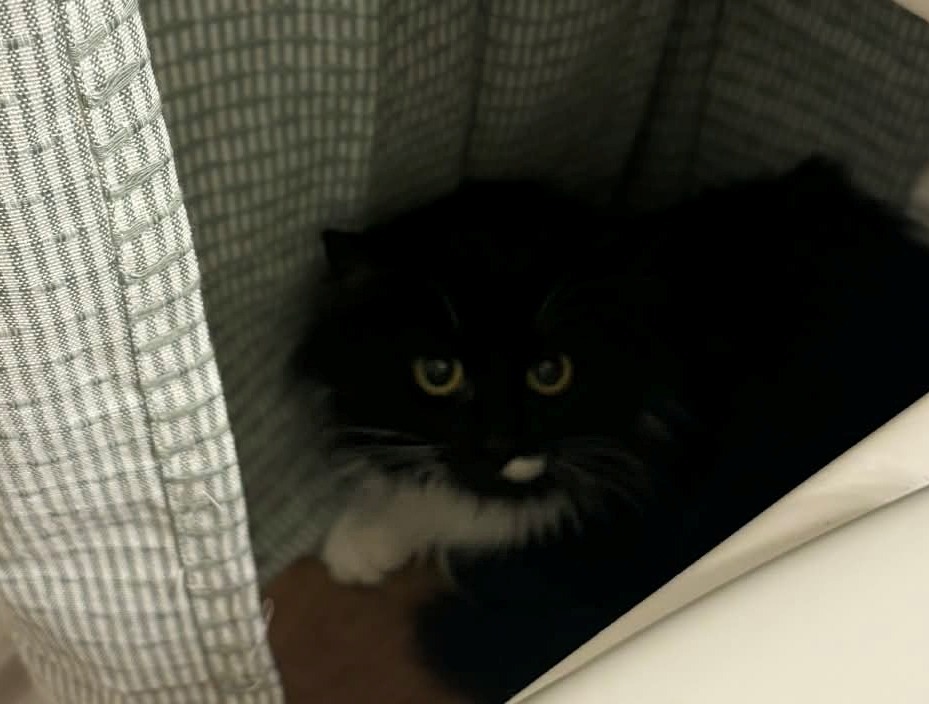 Kit Kat, an adoptable Domestic Short Hair in Hoover , AL, 35226 | Photo Image 1