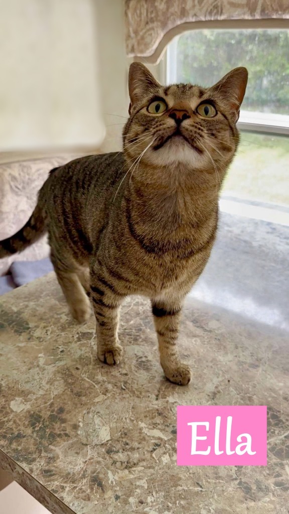 Ella 4, an adoptable Domestic Short Hair in Hoover , AL, 35226 | Photo Image 1