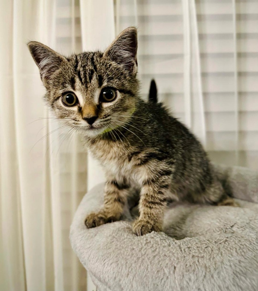Ella 4, an adoptable Domestic Short Hair in Hoover , AL, 35226 | Photo Image 2