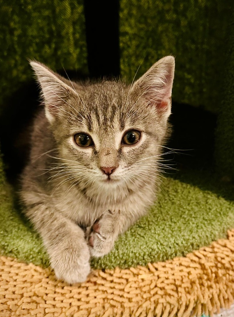 Boo, an adoptable Domestic Short Hair in Hoover , AL, 35226 | Photo Image 2