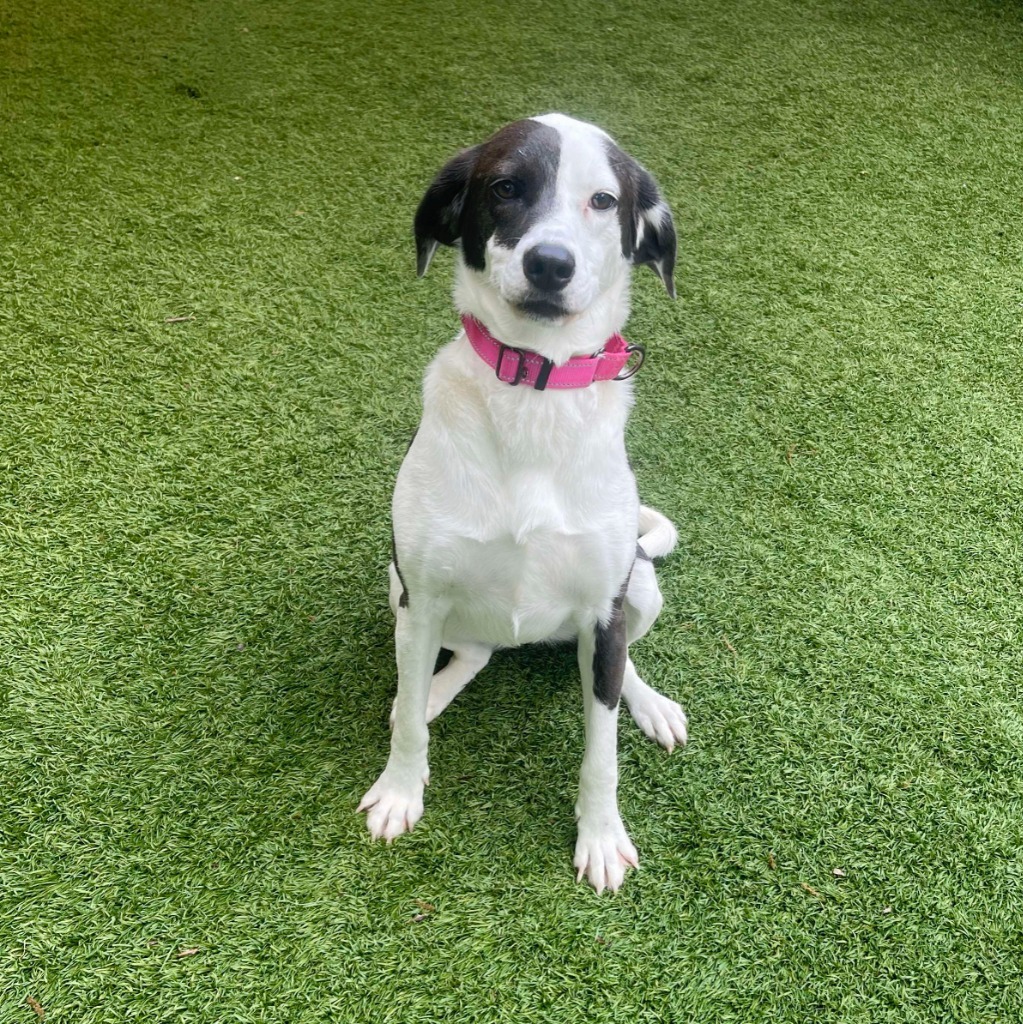 Riley (aka Taffy), an adoptable Hound in Sunrise Beach, MO, 65079 | Photo Image 1