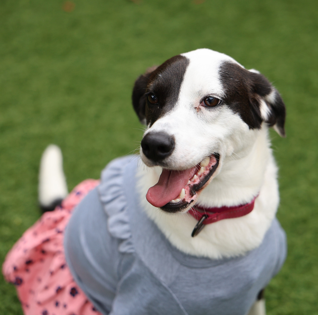 Riley (aka Taffy), an adoptable Hound in Sunrise Beach, MO, 65079 | Photo Image 1