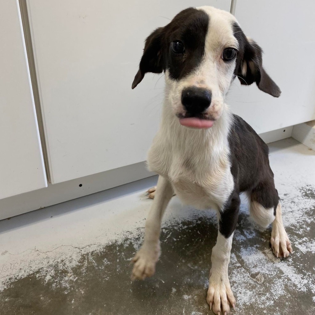 Riley (aka Taffy), an adoptable Hound in Sunrise Beach, MO, 65079 | Photo Image 2