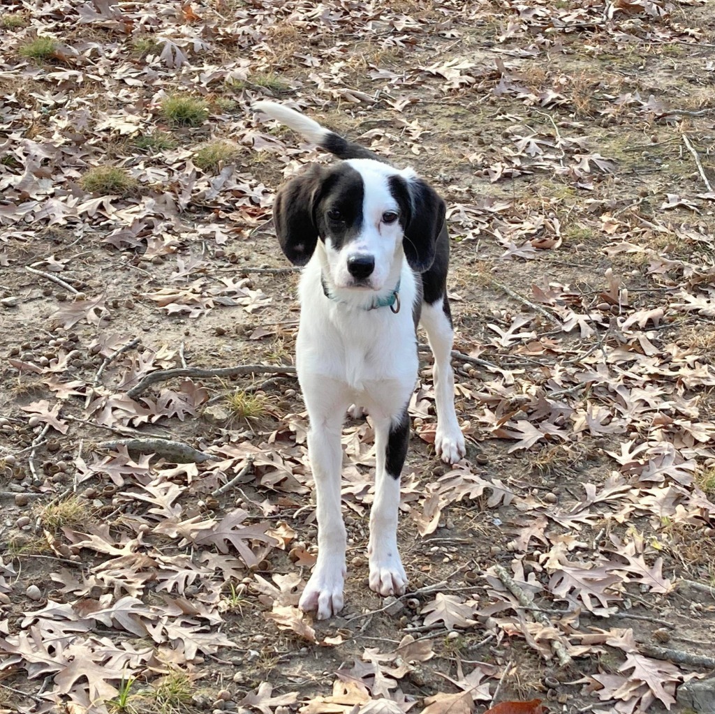 Riley (aka Taffy), an adoptable Hound in Sunrise Beach, MO, 65079 | Photo Image 3