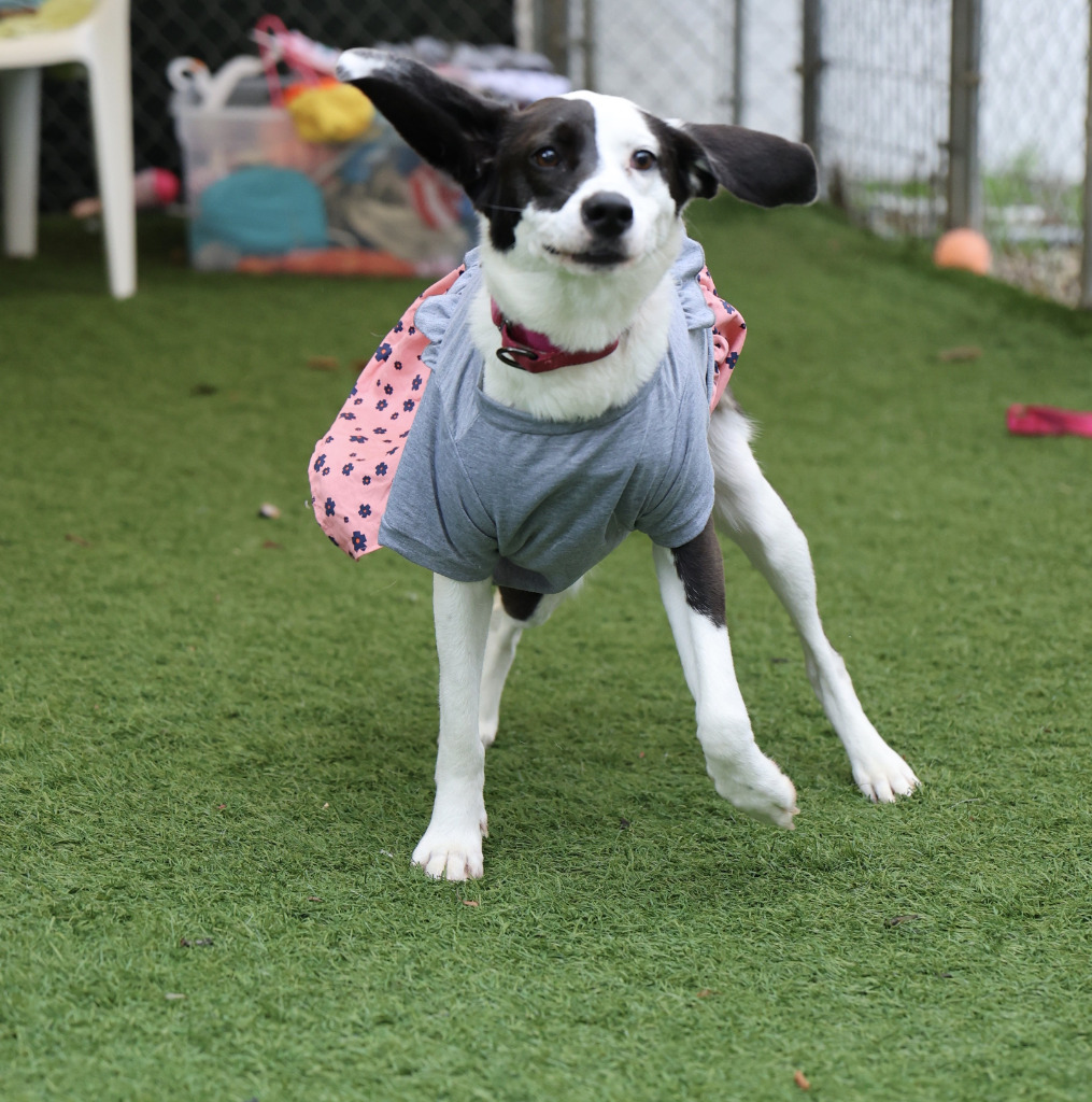 Riley (aka Taffy), an adoptable Hound in Sunrise Beach, MO, 65079 | Photo Image 5