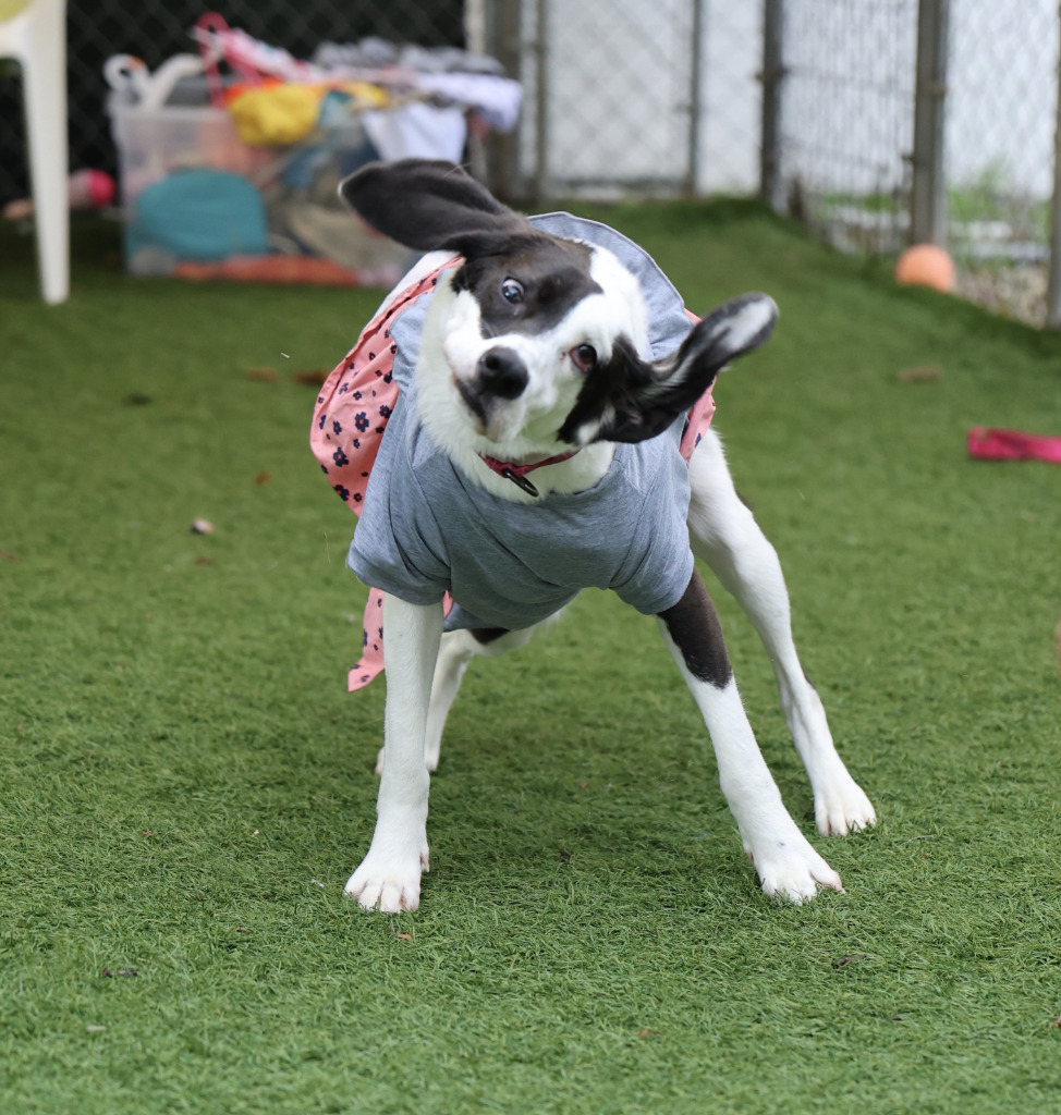 Riley (aka Taffy), an adoptable Hound in Sunrise Beach, MO, 65079 | Photo Image 6