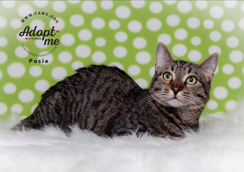 Rosie, an adoptable Domestic Short Hair in Salt Lake City, UT, 84117 | Photo Image 1