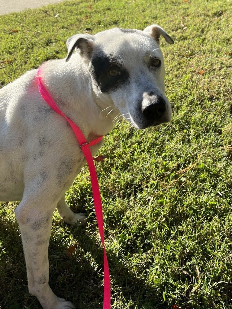 Dog for adoption DA 47 Pebbles, a Terrier in Glen Allen, VA Petfinder