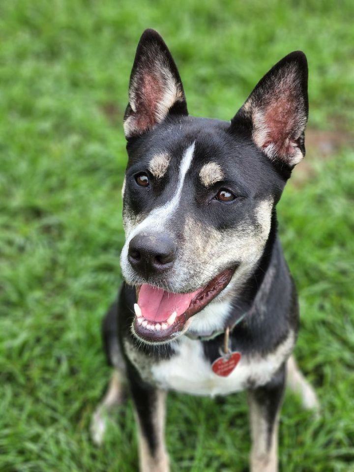 Blue heeler 2024 husky mix