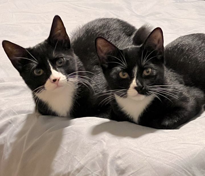 Bella and Wednesday, an adoptable Tuxedo in South Ozone Park, NY_image-1