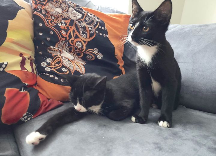 Bella and Wednesday, an adoptable Tuxedo in South Ozone Park, NY_image-3