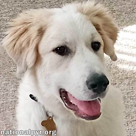 Dog for adoption Berlin in IL Social & A Very Quick Learner!, a Great Pyrenees in Romeoville