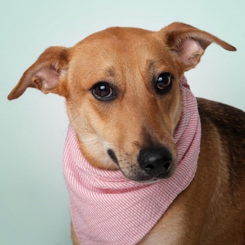 Chunky, an adoptable Mixed Breed in Guaynabo, PR, 00969 | Photo Image 1