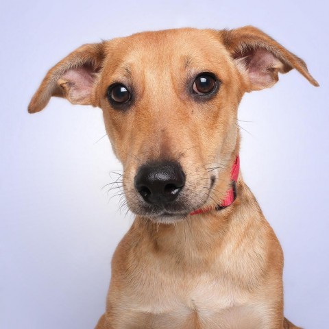 Chunky, an adoptable Mixed Breed in Guaynabo, PR, 00969 | Photo Image 2