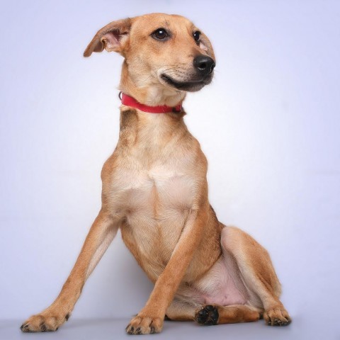 Chunky, an adoptable Mixed Breed in Guaynabo, PR, 00969 | Photo Image 4