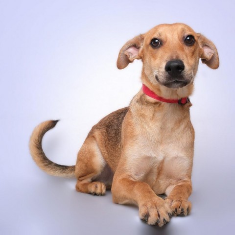 Chunky, an adoptable Mixed Breed in Guaynabo, PR, 00969 | Photo Image 5