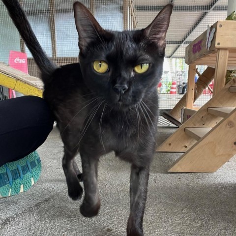 Naisha, an adoptable Domestic Short Hair in Guaynabo, PR, 00969 | Photo Image 1