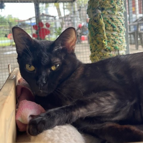 Naisha, an adoptable Domestic Short Hair in Guaynabo, PR, 00969 | Photo Image 2