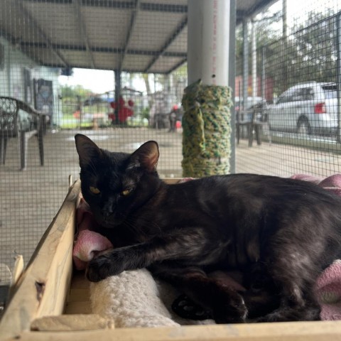 Naisha, an adoptable Domestic Short Hair in Guaynabo, PR, 00969 | Photo Image 3