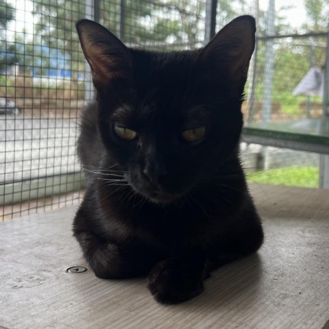 Naisha, an adoptable Domestic Short Hair in Guaynabo, PR, 00969 | Photo Image 4