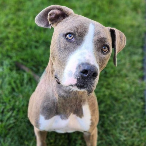 Lola, an adoptable Pit Bull Terrier in Zimmerman, MN, 55398 | Photo Image 2