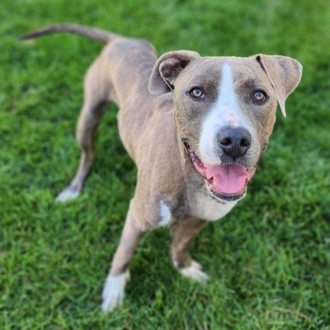 Lola, an adoptable Pit Bull Terrier in Zimmerman, MN, 55398 | Photo Image 3