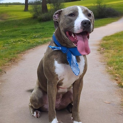 Lola, an adoptable Pit Bull Terrier in Zimmerman, MN, 55398 | Photo Image 3