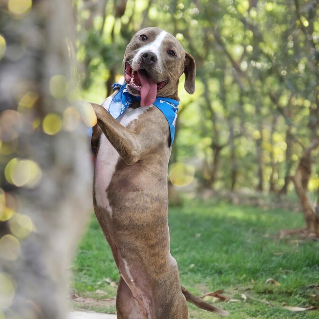 Lola, an adoptable Pit Bull Terrier in Zimmerman, MN, 55398 | Photo Image 3