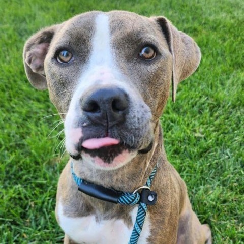 Lola, an adoptable Pit Bull Terrier in Zimmerman, MN, 55398 | Photo Image 4