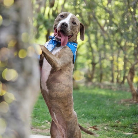 Lola, an adoptable Pit Bull Terrier in Zimmerman, MN, 55398 | Photo Image 4