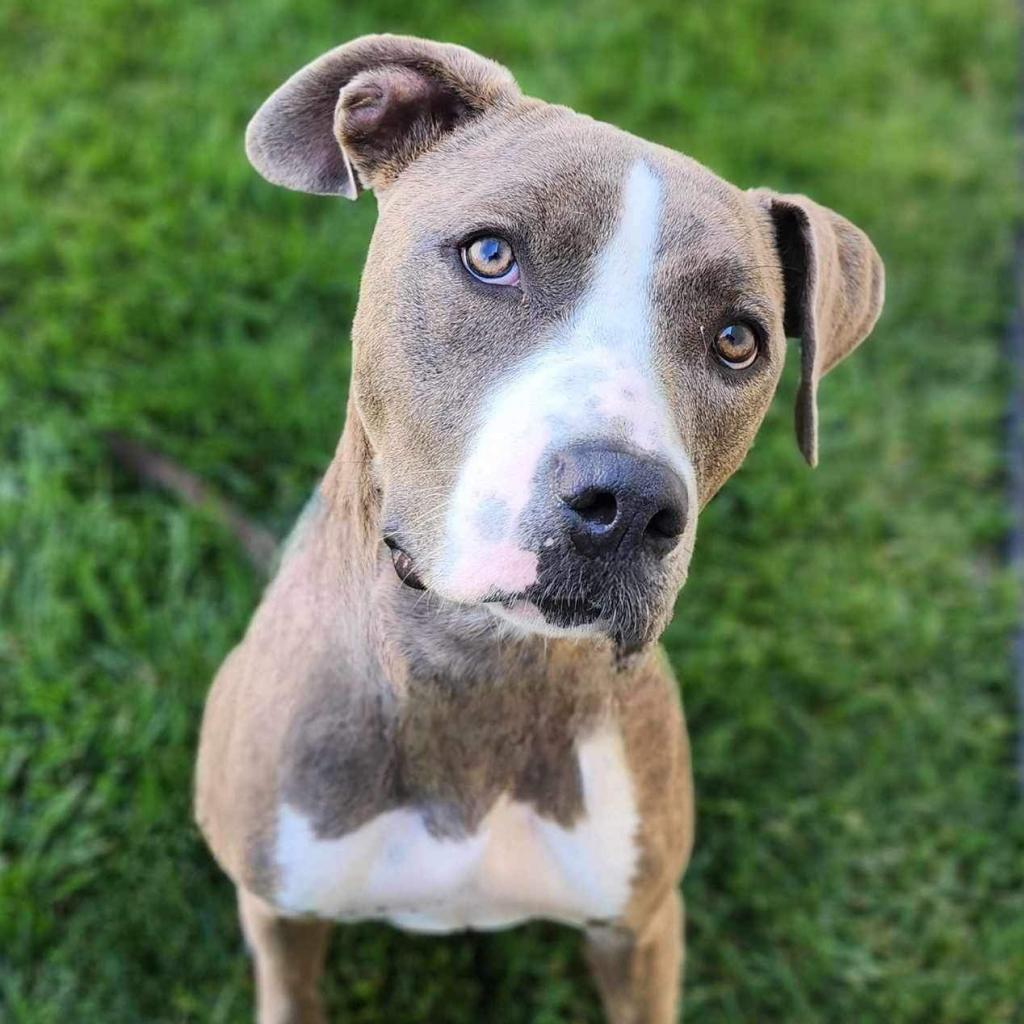 Lola, an adoptable Pit Bull Terrier in Zimmerman, MN, 55398 | Photo Image 4