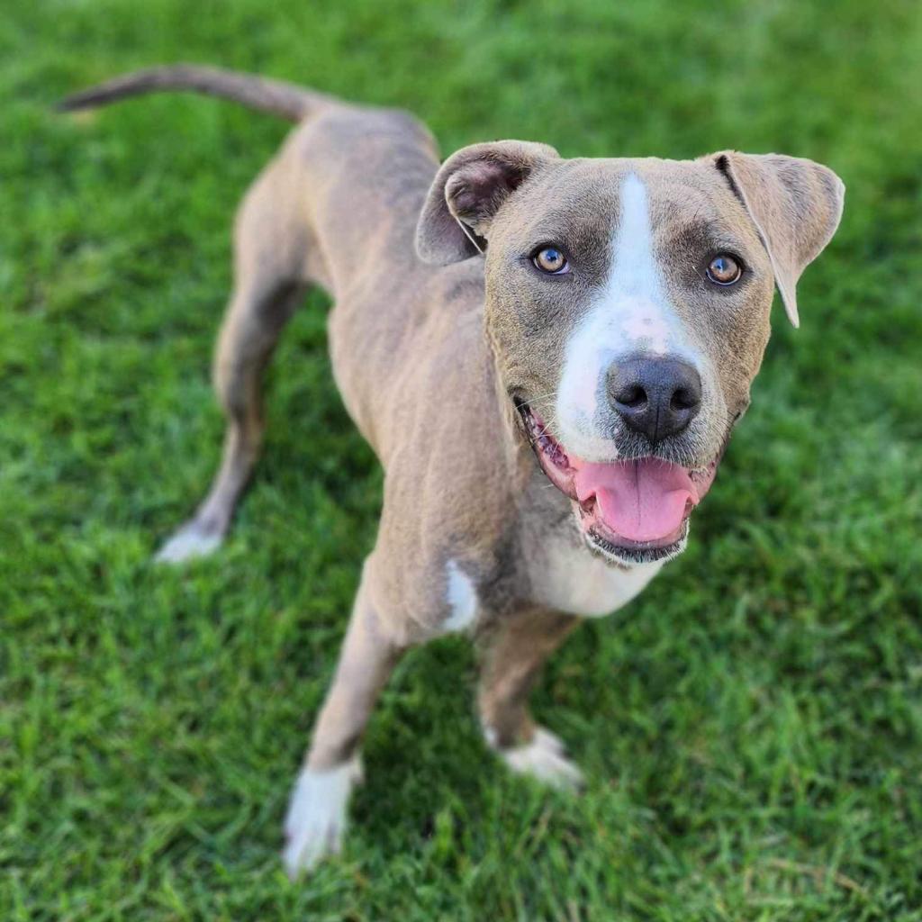 Lola, an adoptable Pit Bull Terrier in Zimmerman, MN, 55398 | Photo Image 6