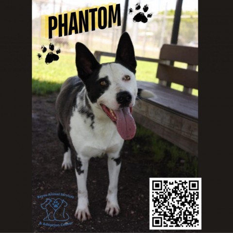 Phantom 1
