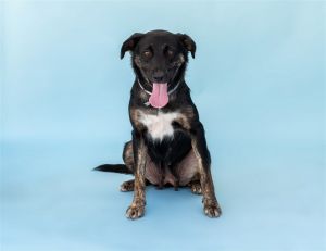 Madeline is a sweet as pie 3 year old black with tan spayed female German Shepherd and Cocker Spanie