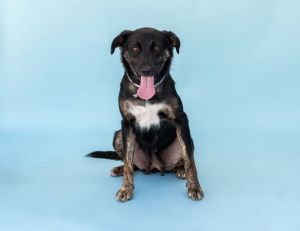 Madeline is a sweet as pie 3 year old black with tan spayed female German Shepherd and Cocker Spanie