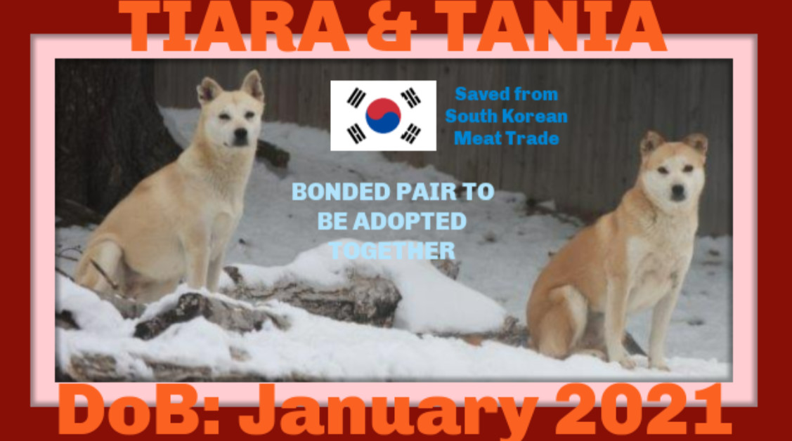 TANIA & TIARA - $500 Both girls, an adoptable Jindo in Sebec, ME, 04481 | Photo Image 1