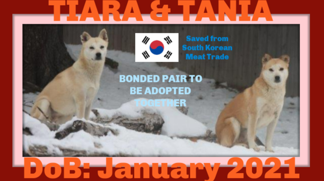 TANIA & TIARA - $300 Both girls, an adoptable Jindo in Sebec, ME, 04481 | Photo Image 1