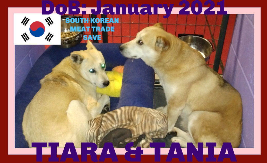 TANIA & TIARA - $500 Both girls, an adoptable Jindo in Sebec, ME, 04481 | Photo Image 2