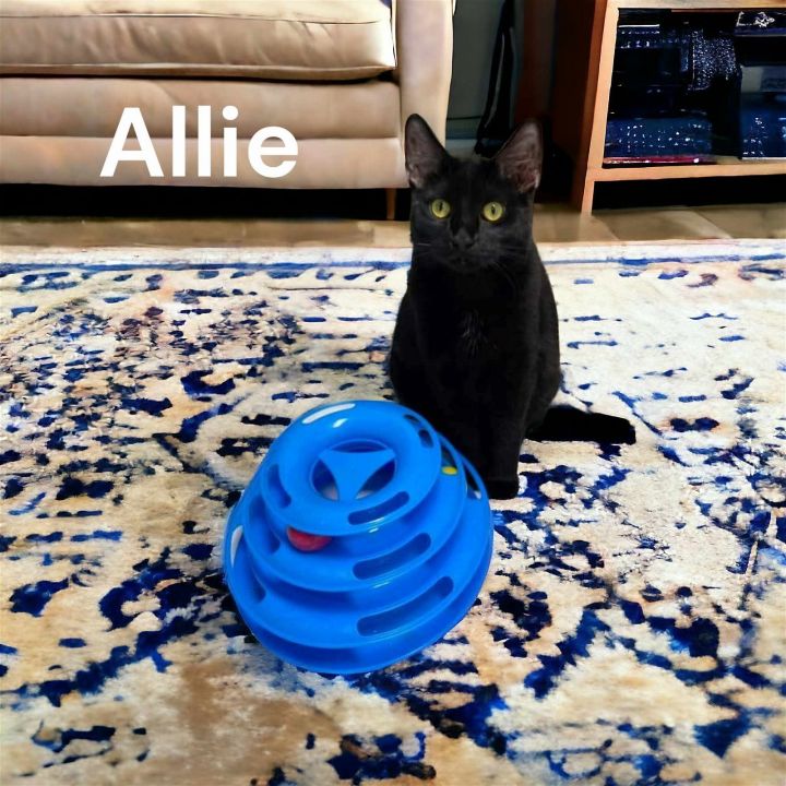 Allie 2