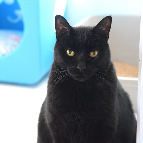 Rocky Boy [Permanent Foster], an adoptable Domestic Short Hair in Santa Fe, NM, 87501 | Photo Image 1