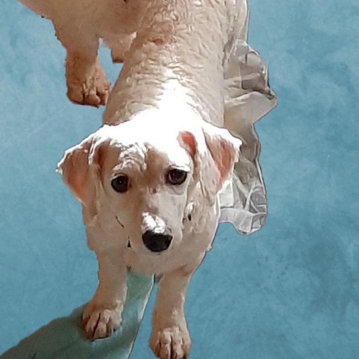 Romy 6
