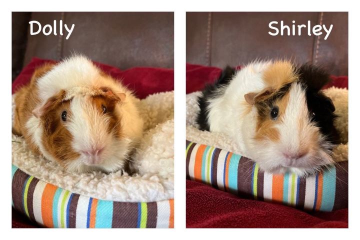 Dolly & Shirley 4