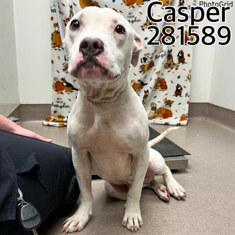 CASPER, an adoptable Pit Bull Terrier in Macon, GA_image-1