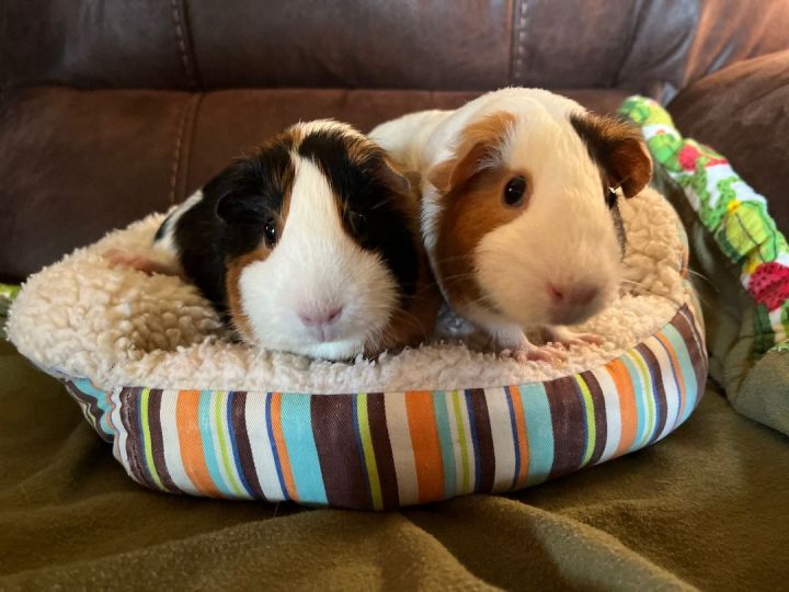 Sally & Olympia, an adoptable Guinea Pig in Austin, TX_image-1