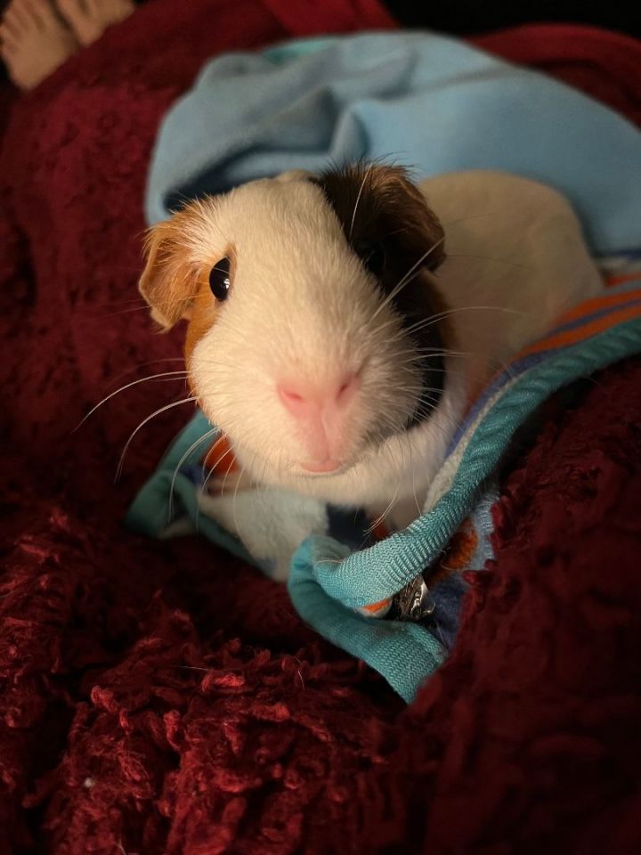 Sally & Olympia, an adoptable Guinea Pig in Austin, TX_image-4