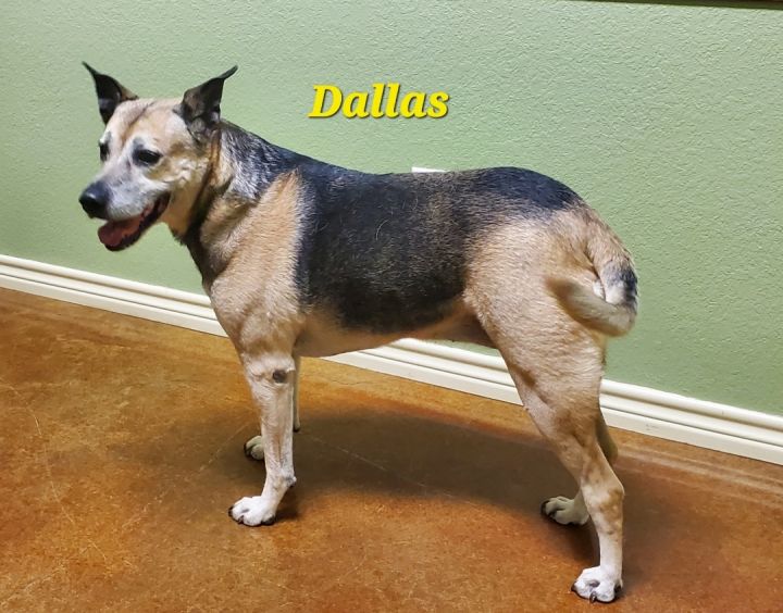 Dallas, an adoptable German Shepherd Dog Mix in Mingus, TX_image-1
