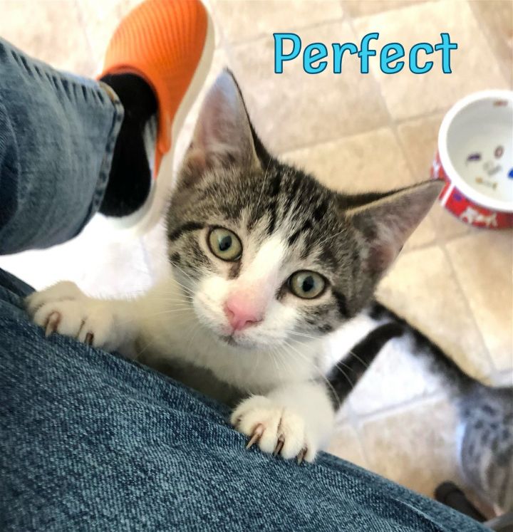 Perfect 1