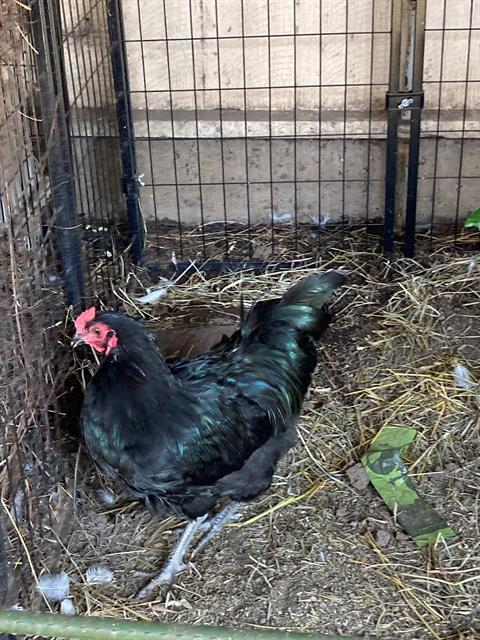 EMERALD, an adoptable Chicken in Santa Maria, CA_image-1